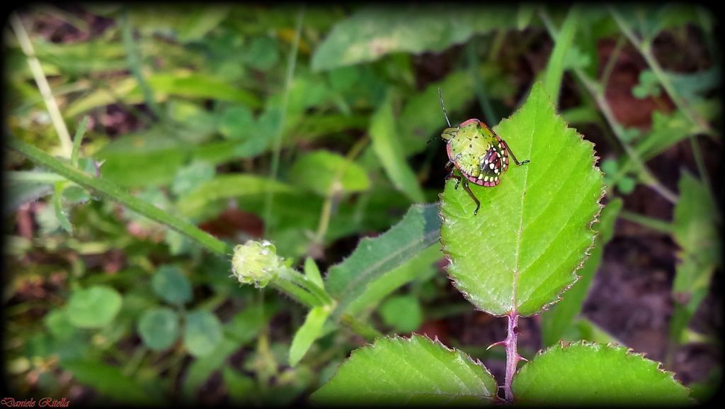 Pentatomidae: Nezara viridula (ninfa) del Molise (IS)